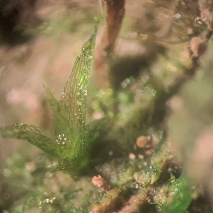 Micromitrium tenerum